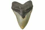Fossil Megalodon Tooth - North Carolina #164882-1